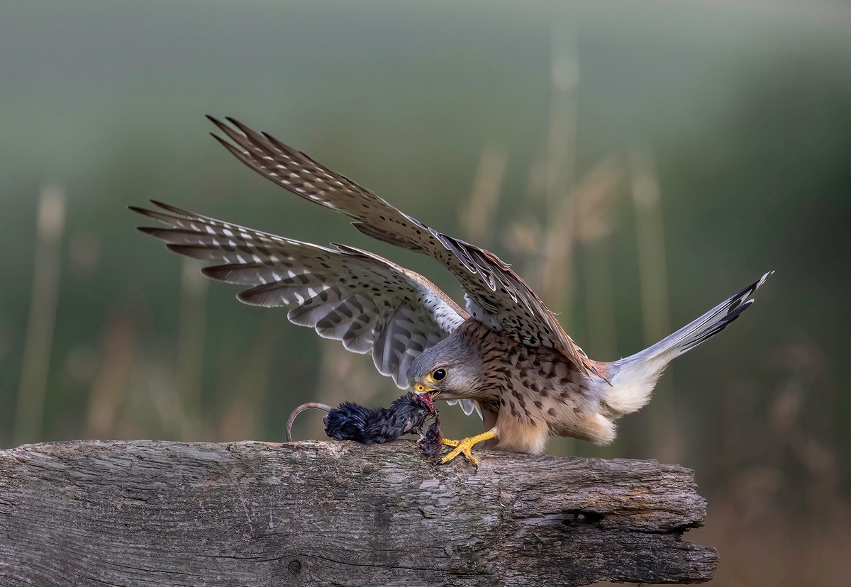Mantling Kestrel with Prey - Janet Taylor - 2nd Place